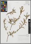 Foto von Salix alba L.